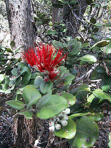 Fotos In Hawaiis Wäldern