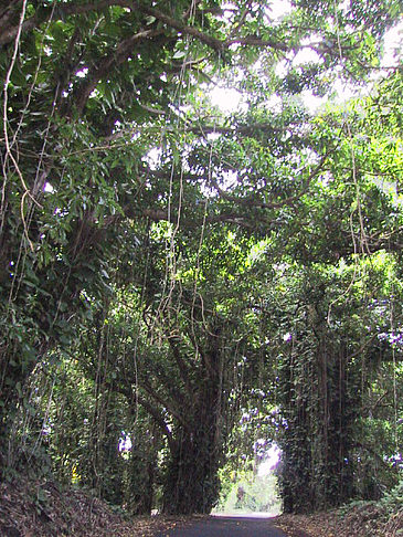 Foto Straßen auf Hawaii - 