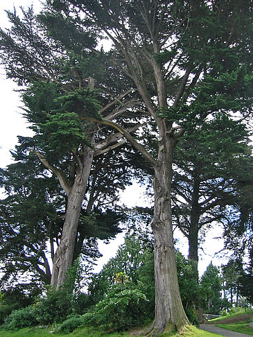 Alamo Square Foto 