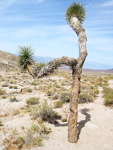 Fotos Lone Pine - Panamint Springs