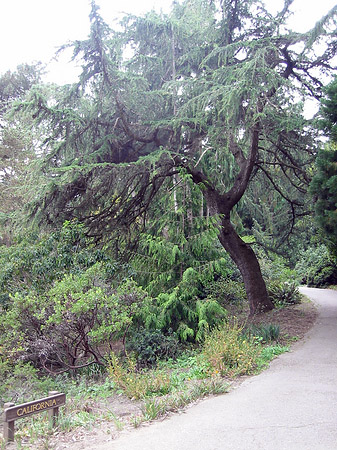 Golden Gate Park mit Botanischen Garten Fotos