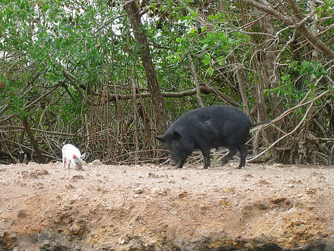 Fotos Schweine