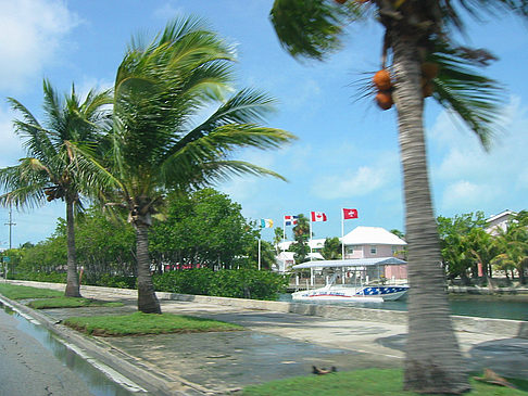 Fotos Palmen am Straßenrand | Key West