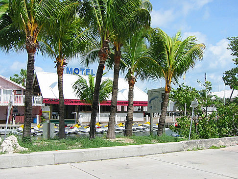 Fotos Palmen am Straßenrand | Key West