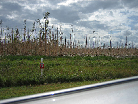 Fotos Pflanzen | 