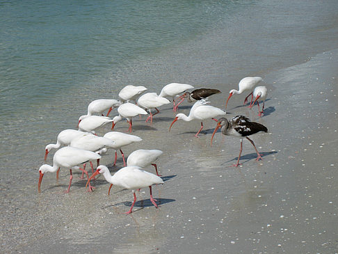 Fotos Vögel am Strand