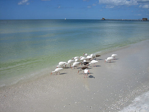 Vögel am Strand Fotos