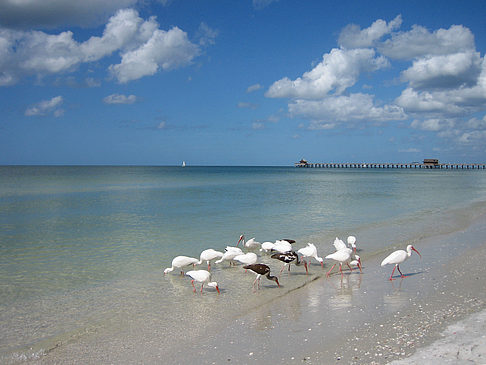 Vögel am Strand Fotos