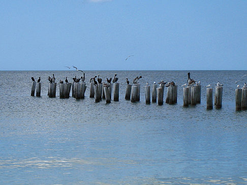 Vögel am Strand