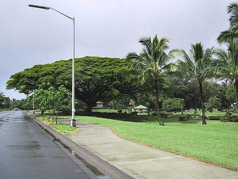 Foto Hawaiis Straßenränder - 