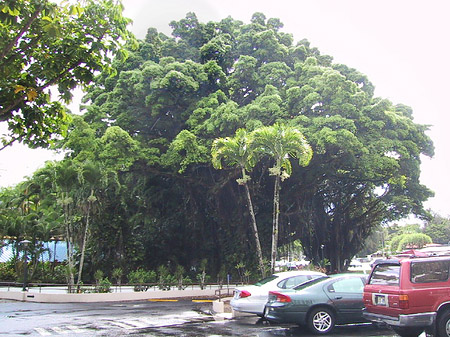 Foto Hawaiis Straßenränder