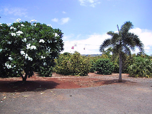 Foto Plantagen auf Kauai - 