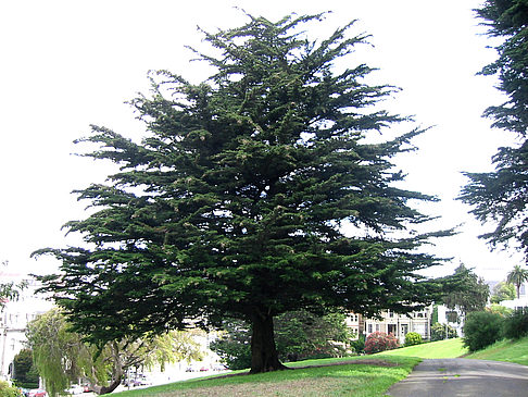 Fotos Alamo Square