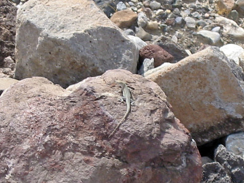 Panamint Springs - Stovepipe Wells Foto 