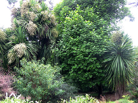 Fotos Golden Gate Park mit Botanischen Garten