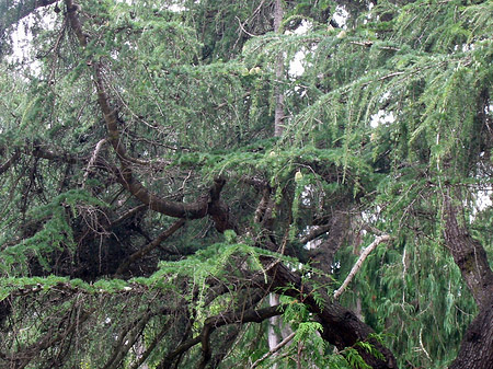 Golden Gate Park mit Botanischen Garten Fotos